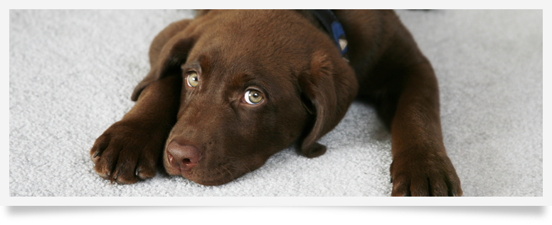 Pet Stain and Odour Removal
