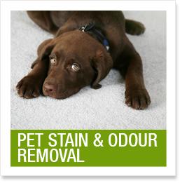 Pet Stain and Odour Removal